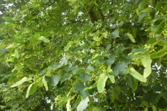 Lipa